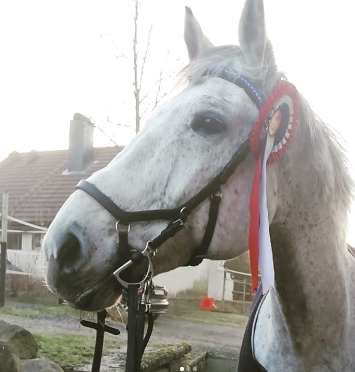 D-stevne Rogaland Rideklubb 24-25.november 2018